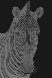 zebra portrait dunkelschwarz zebra portrait dunkelschwarz