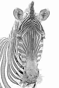 zebra portrait lichtweiß zebra portrait lichtweiß