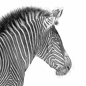 zebra profil lichtweiß zebra profil lichtweiß