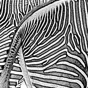 zebrarücken lichtweiß zebrarücken lichtweiß