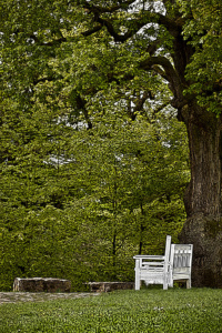 bank auf dem neroberg - intensiv (photo art edition)<br>limitierte edition bank auf dem neroberg - intensiv (photo art edition)