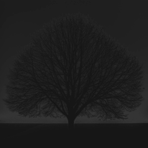 baum 1 - PHOTOGALERIE WIESBADEN - dunkel-schwarz<br>photo art edition - limitiert limitiert baum 1 - PHOTOGALERIE WIESBADEN - dunkel-schwarz