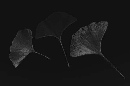 blätter 4 blätter 4