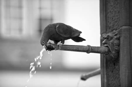 durstige taube (sw) durstige taube (sw)