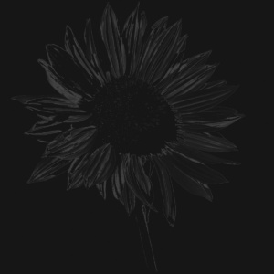 sonnenblume sonnenblume