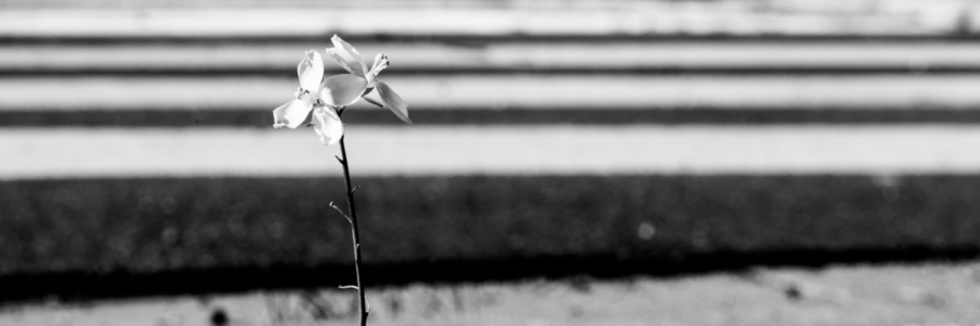 zebrastreifen - ernst-galonske-straße - blume (sw - 1 zu 3)<br>offene edition zebrastreifen - ernst-galonske-straße - blume (sw - 1 zu 3) - PHOTOGALERIE WIESBADEN - wiesbaden - impressionen 3