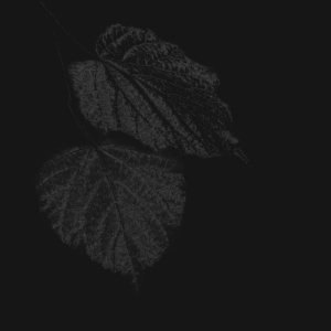 zwei blätter 1 zwei blätter 1