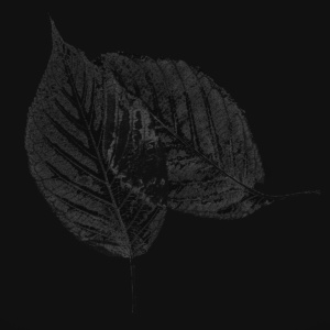 zwei blätter 2 zwei blätter 2